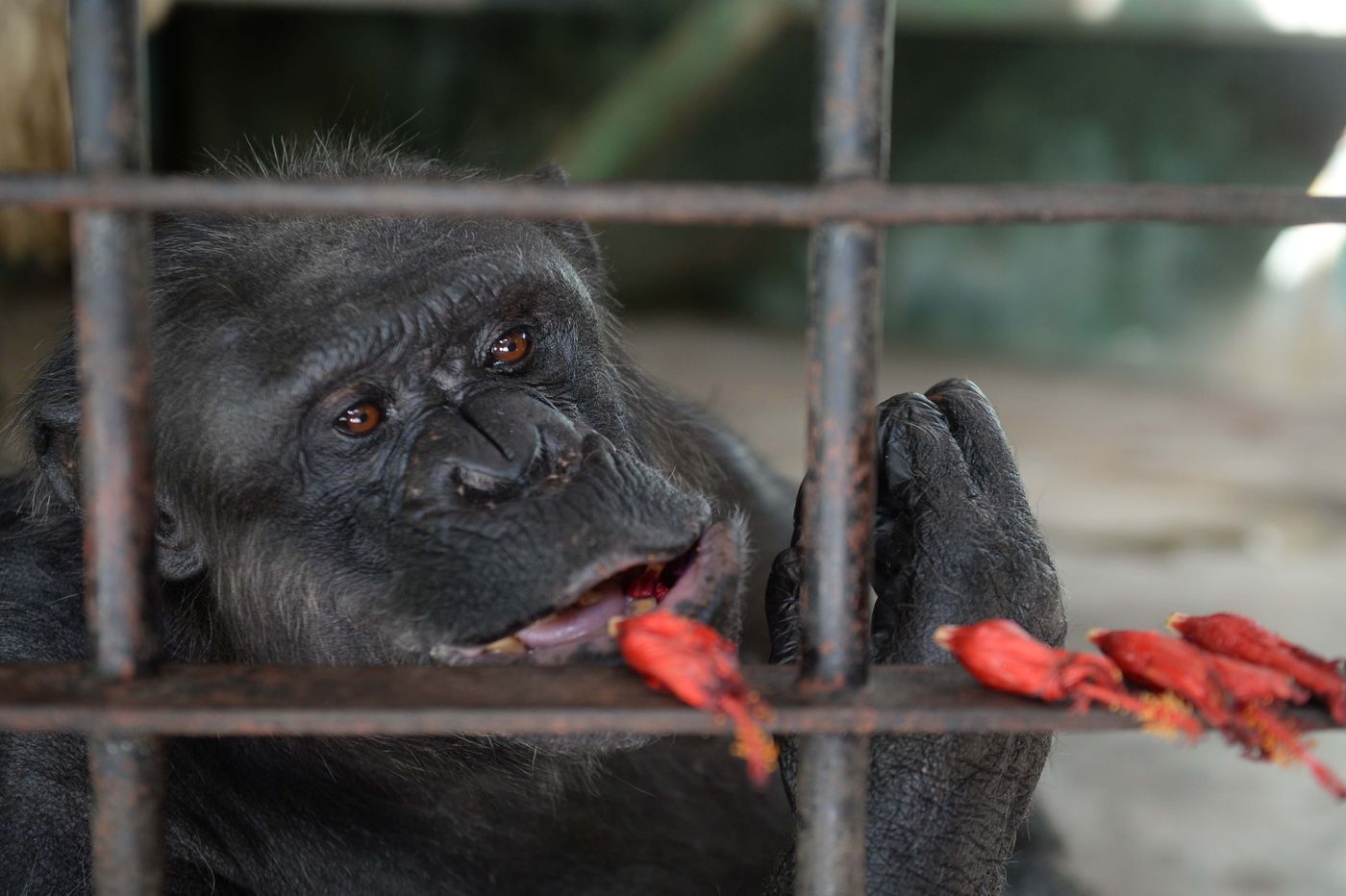 Tomy chimpancé Zoológio Bioparque (3).JPG