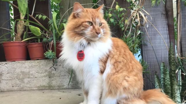 buscan desesperadamente a michu, el gato de una nena de 8 anos desaparecido en city bell