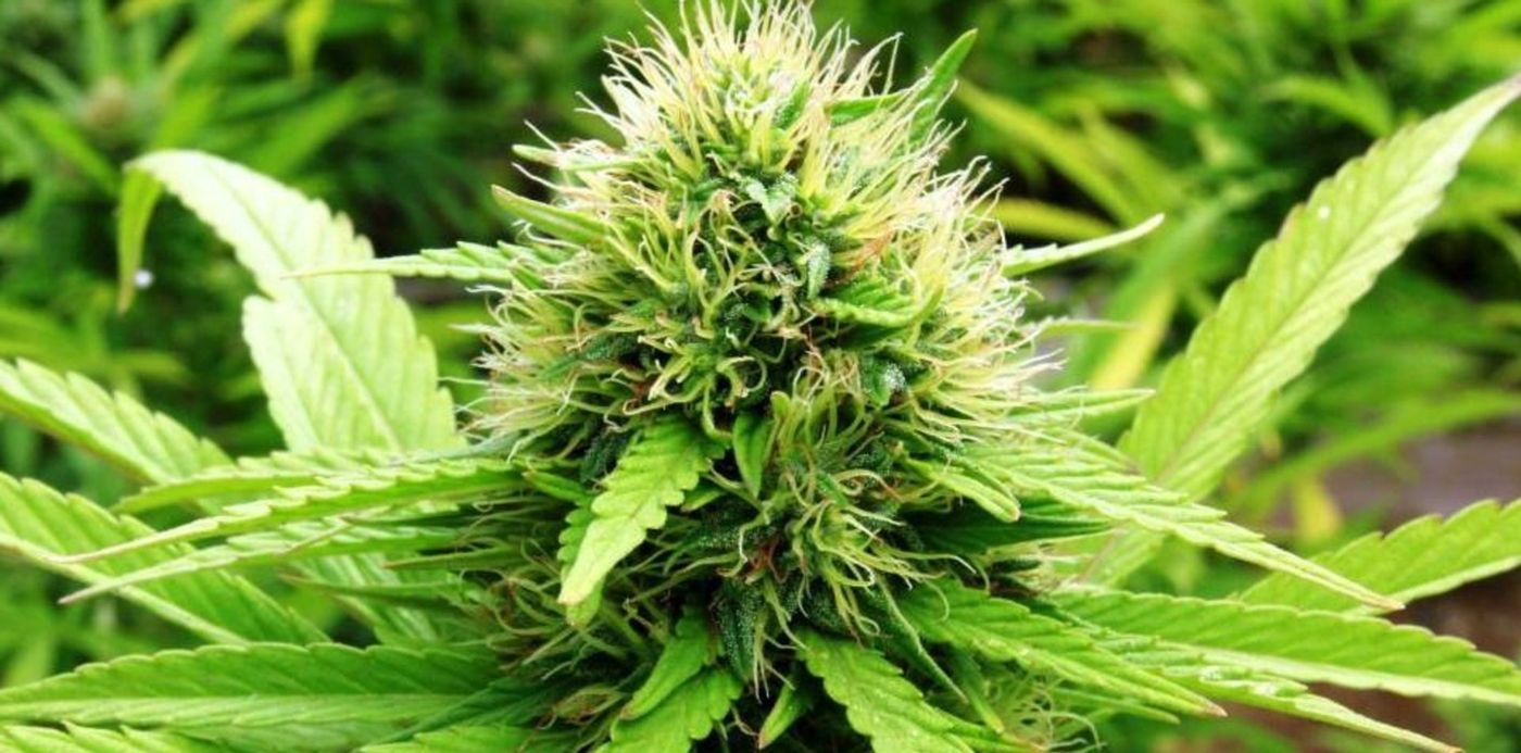 1566400513395.jpg?x=8&y=6&width=958&height=479&rotate=0&scaleX=1&scaleY=1&ow=980&oh=551&&cw=1920&ch=950