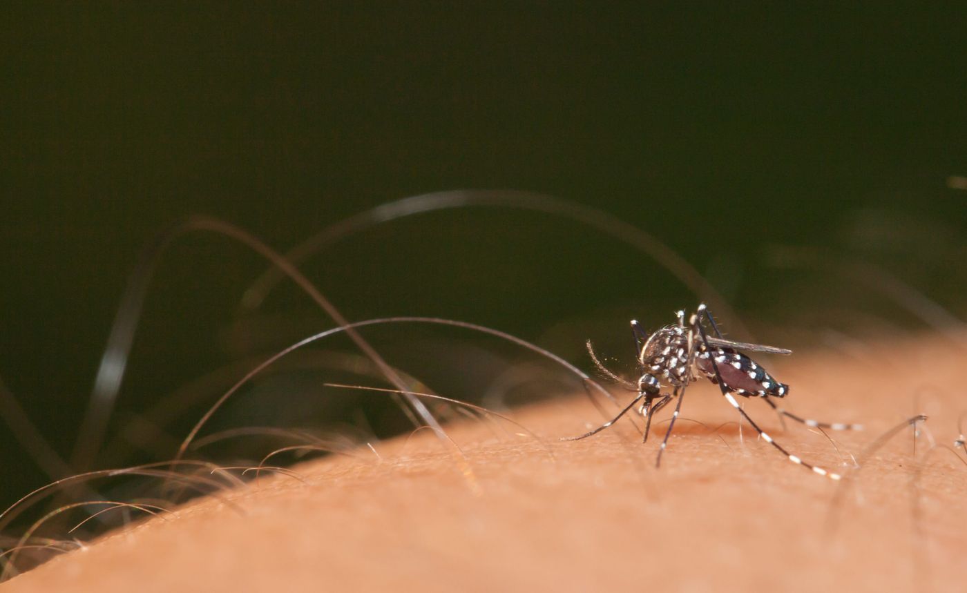dengue mosquitos.jpg