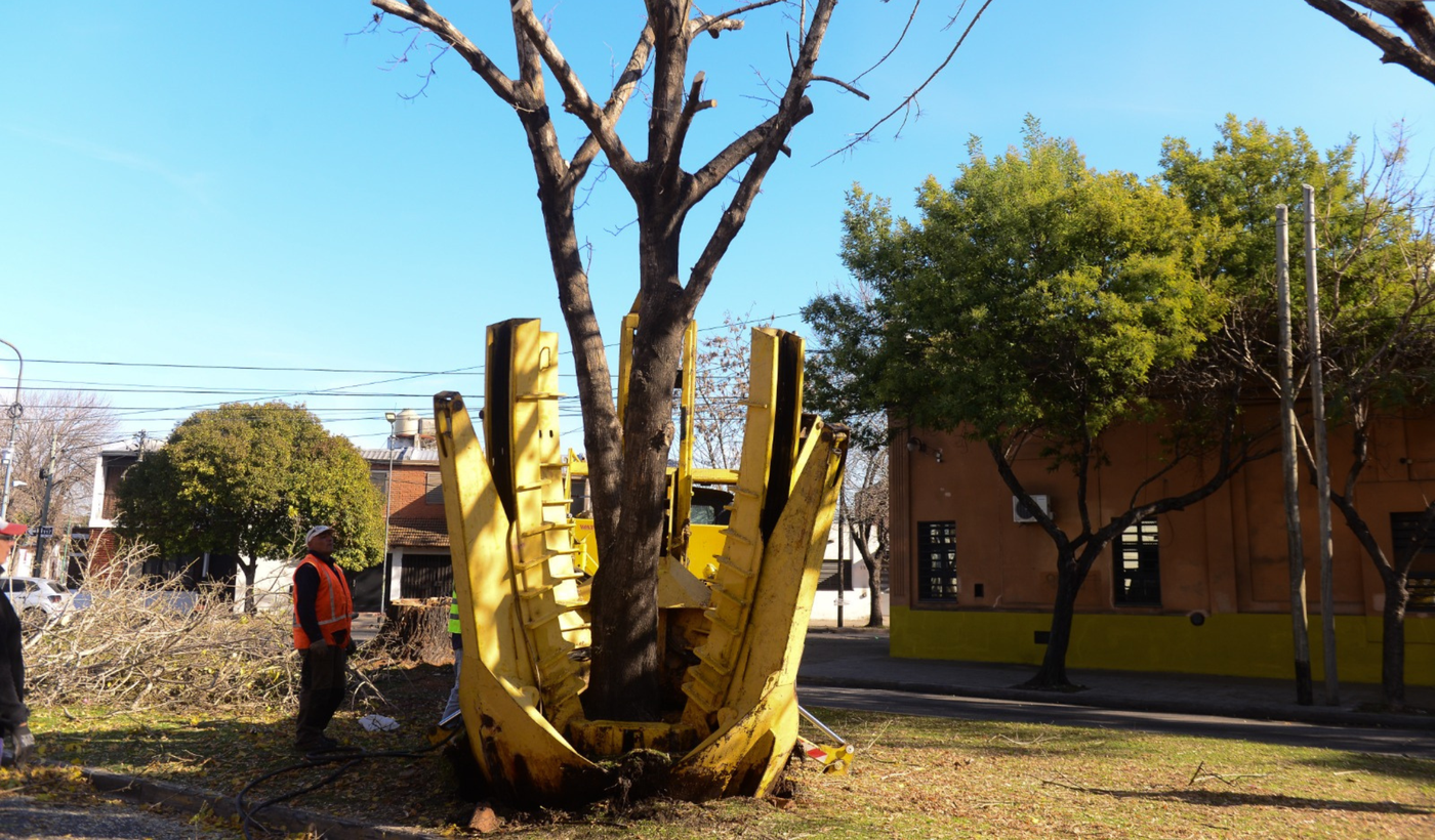 Árboles trasplantados diagonal 74.png