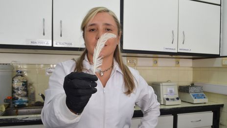 Científicas de la UNLP desarrollan esponjas con plumas de gallinas