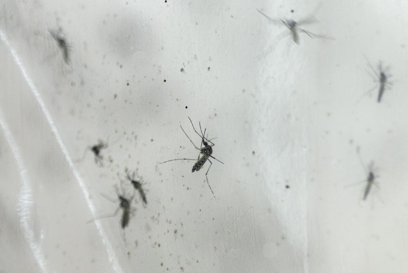 Dengue mosquitos.jpg