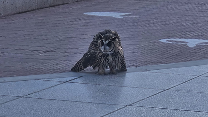 ¿Qué se sabe de la lechuza encontrada en Plaza San Martín?