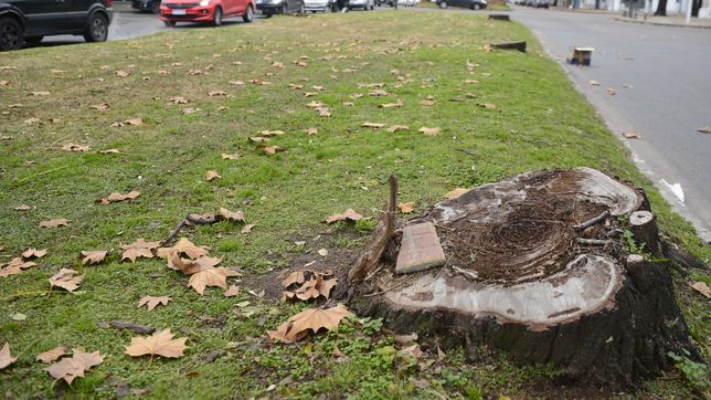 polemica e indignacion de vecinos por la tala de arboles centenarios en diagonal 74