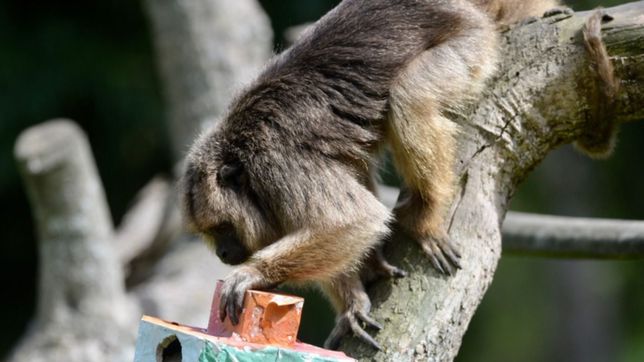 alarma y preocupacion por el robo de una viejita mona cai en el ex zoologico de la plata