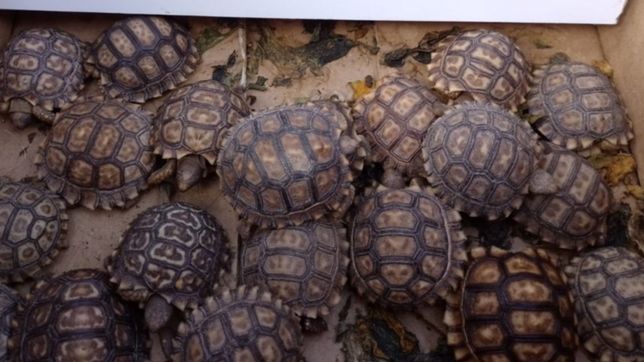 rescataron mas de 300 especies exoticas de una casa de los hornos