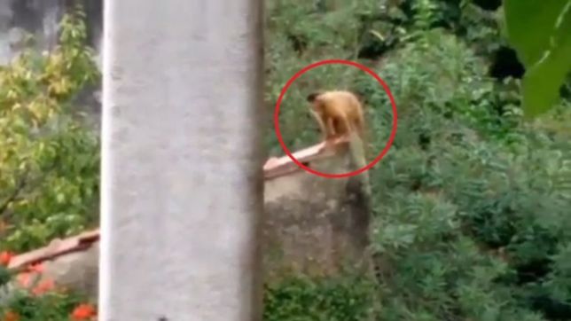 video: filmaron a un mono suelto en la plata y denuncian que lo tienen como mascota