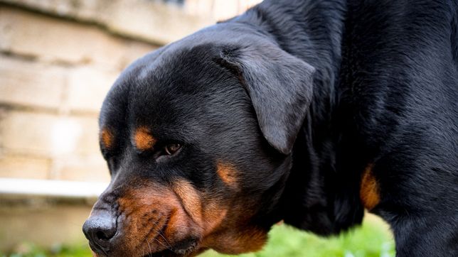 denuncian que un rottweiler de punta lara mato a otro perro y que sus duenos no toman recaudos