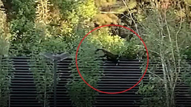 video: un mono paseo por la medianera de una casa de la plata y fue filmado