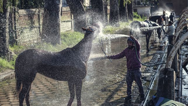 se normaliza la actividad en el hipodromo de la plata pero este domingo no habra carreras