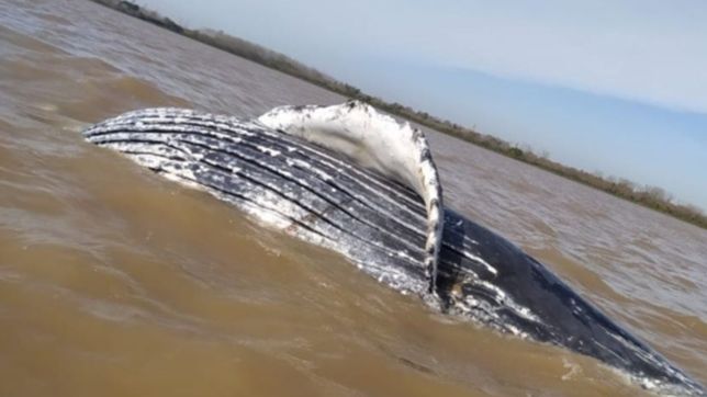 aparecio una ballena muerta en las costas de punta lara