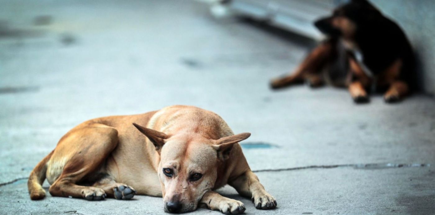 es libre de adopcion para perros