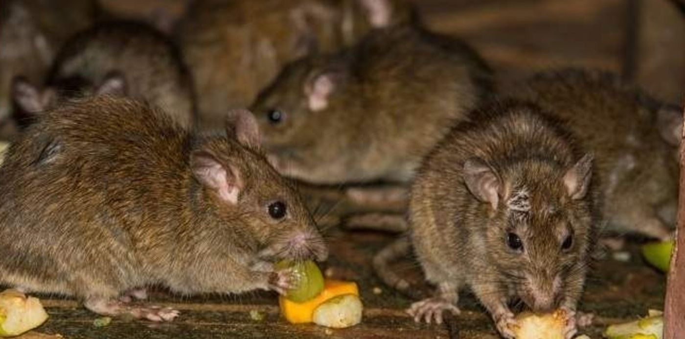 1547237603232.jpg?scaleX=1&scaleY=1&oh=420&width=645&y=25&height=323&rotate=0&ow=770&x=10&&cw=1920&ch=950