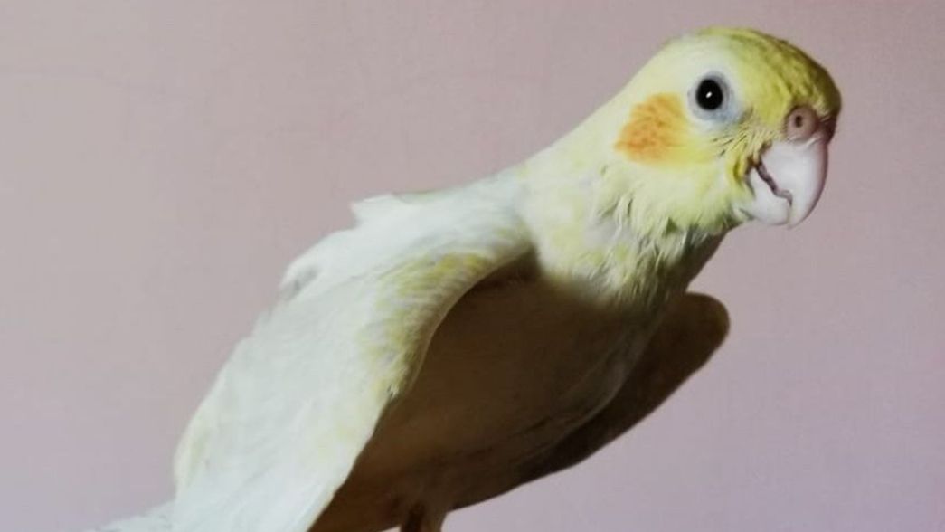 Sigue buscando a su cacatúa perdida para lograr el reencuentro antes de las Fiestas