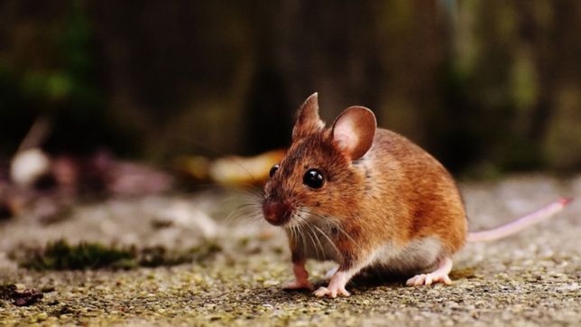 confirmaron un nuevo caso de hantavirus en la plata