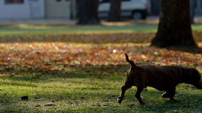 otono en la plata: jueves ventoso, con nubes y fresco