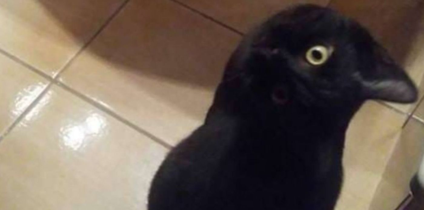 1540912246464.jpg?height=509&rotate=0&scaleY=1&ow=1048&oh=1200&y=194&width=1018&x=13&scaleX=1&&cw=1920&ch=950