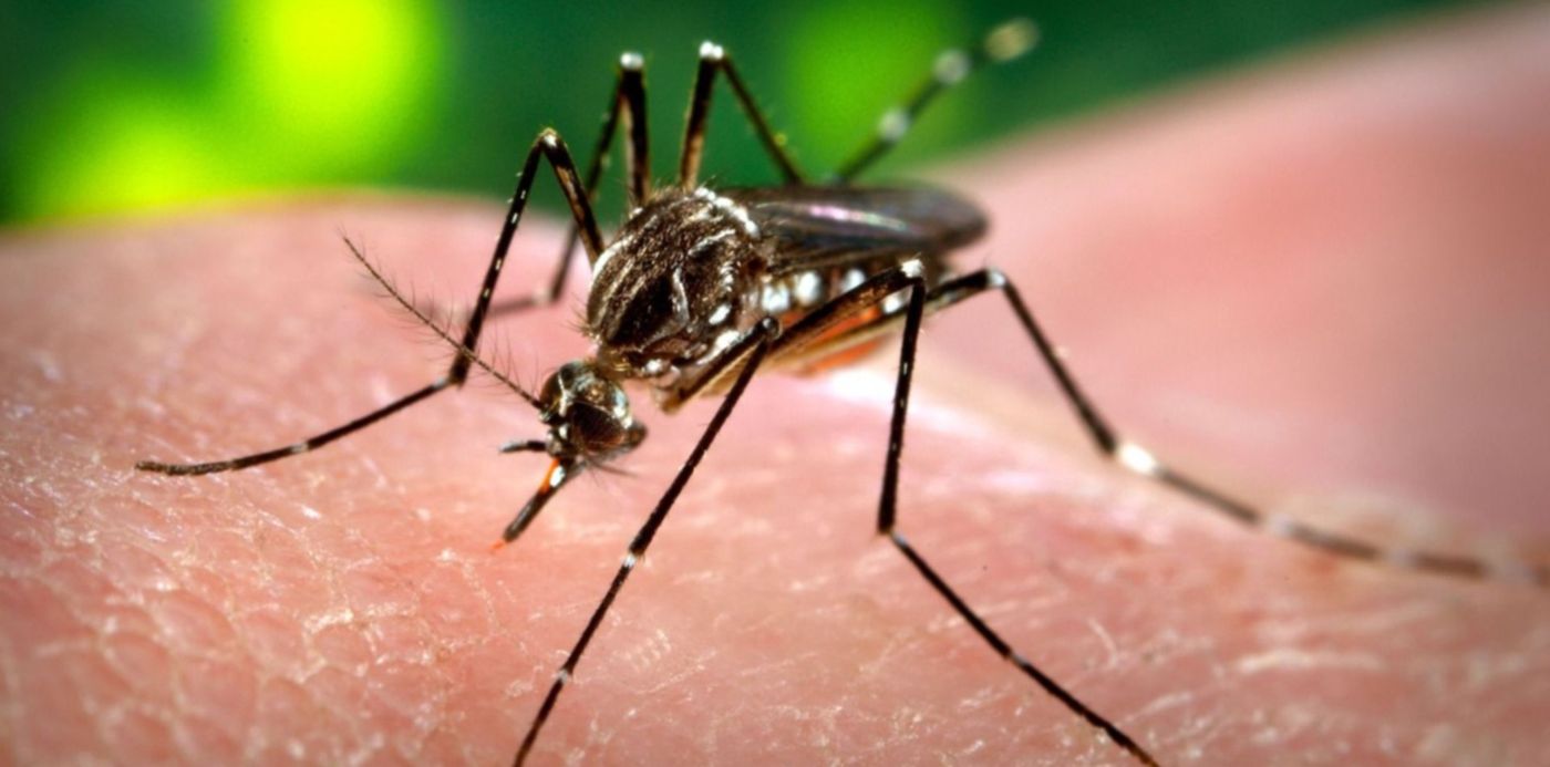 El Municipio refuerza la prevenci&oacute;n contra el dengue en los barrios de La Plata.