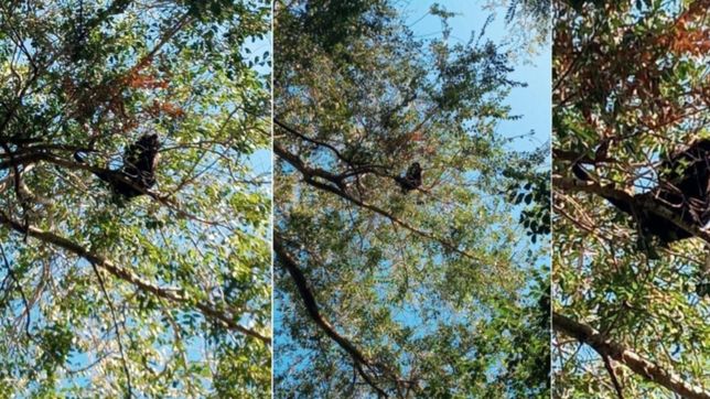 video: aparecio un mono suelto en la plata y revoluciono a los vecinos