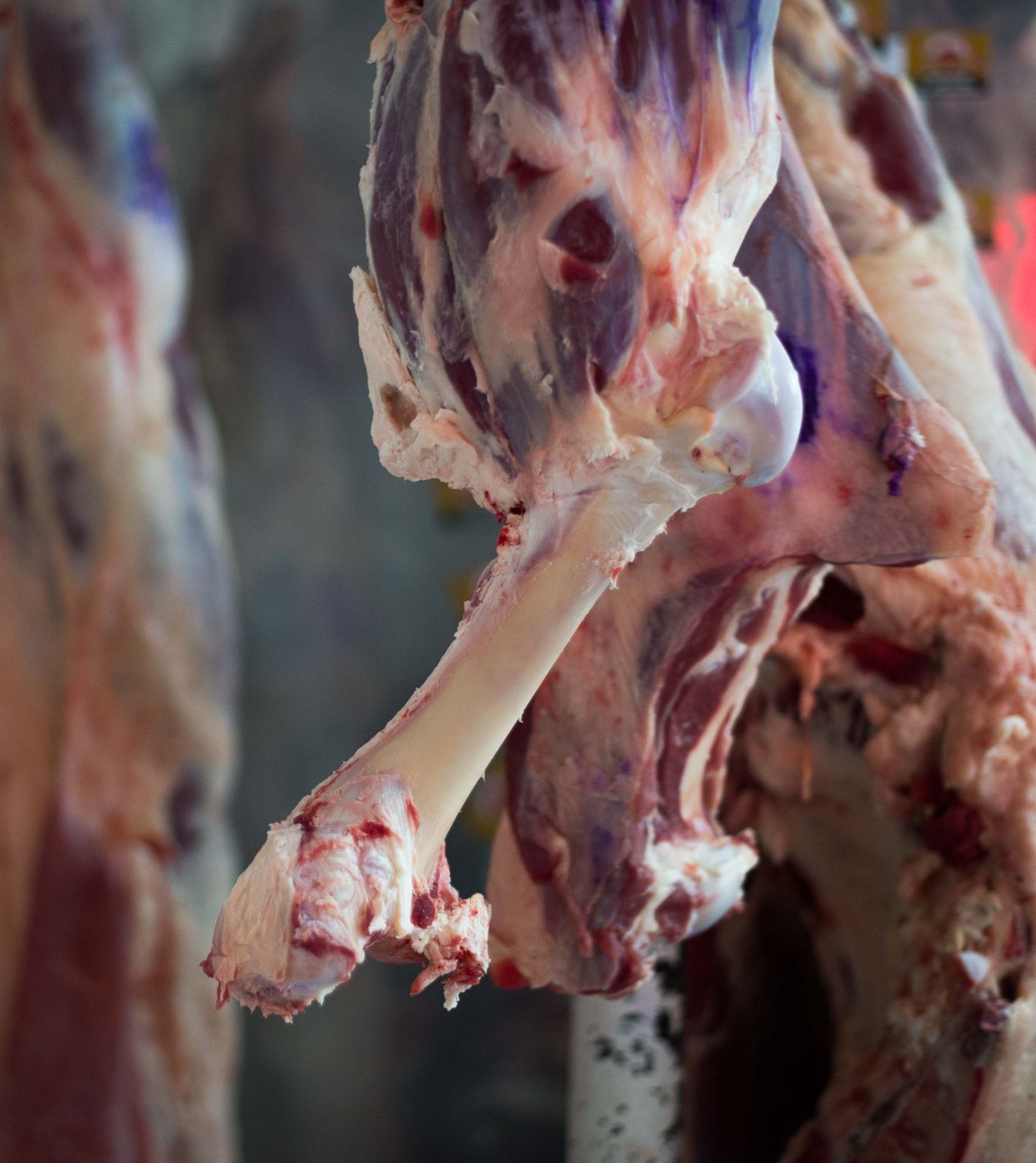 Axel Kicillof criticó al gobierno de Javier Milei por el ajuste que derivó en la caída del consumo de carne. Axel Kicillof criticó al gobierno de Javier Milei por el ajuste que derivó en la caída del consumo de carne.