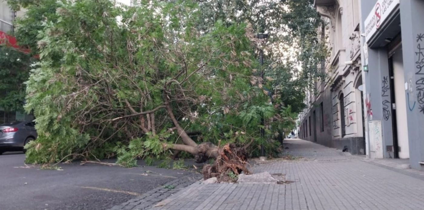 arbol caído en 49