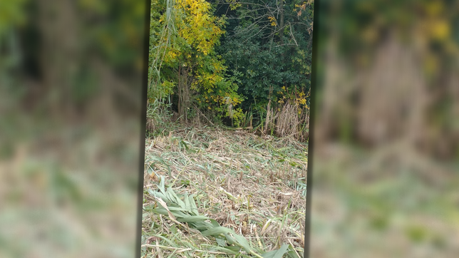 vecinos de la plata apuntan contra dos delegadas porque aseguran que la limpieza de canas vulnera su seguridad