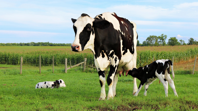 allanan un campo en villa garibaldi y recuperan ocho vacas robadas