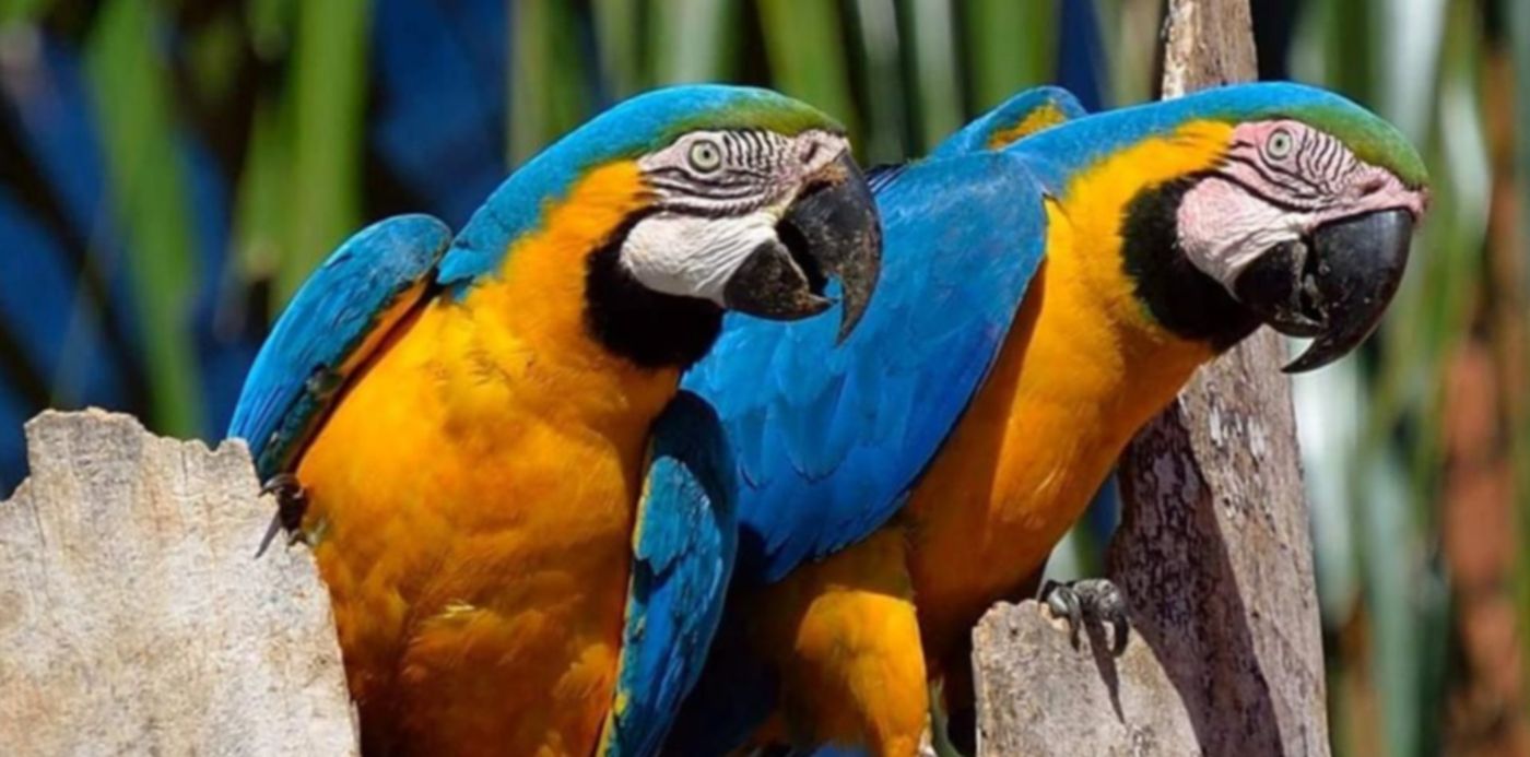 guacamayos