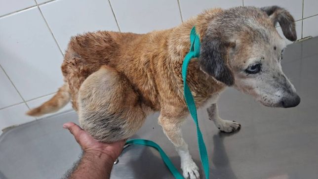 ordenaron el rescate de una perra que tiene un tumor y sufria maltrato