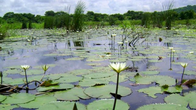 el humedal de villa argüello sera escenario de una inedita expedicion urbana