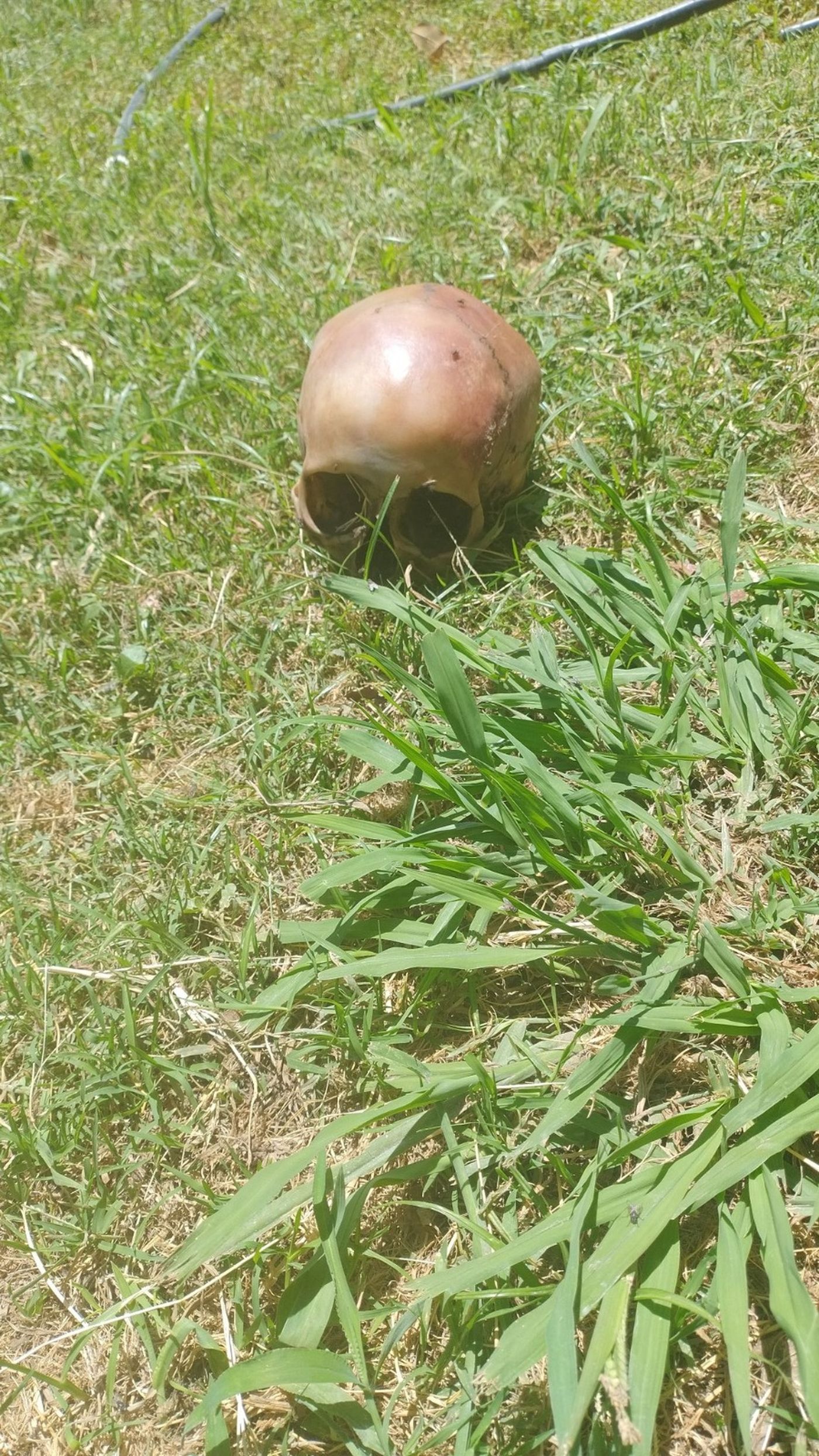 El cr&aacute;neo encontrado en la zona Oeste de La Plata