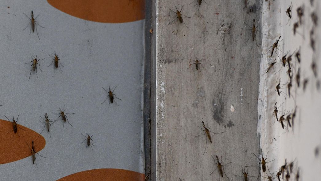 Ya son 103 los casos de dengue confirmados en La Plata