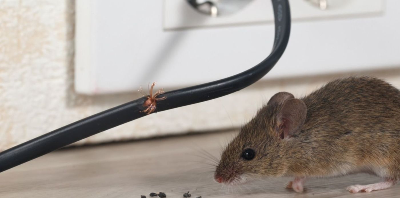 1547470094657.jpg?ow=1500&oh=1000&y=240&height=743&rotate=0&scaleX=1&x=7&width=1487&scaleY=1&&cw=1920&ch=950