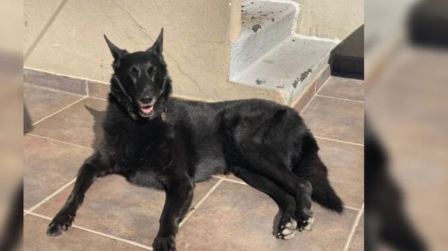 perdieron a su perra en la plata y piden ayuda para poder encontrarla