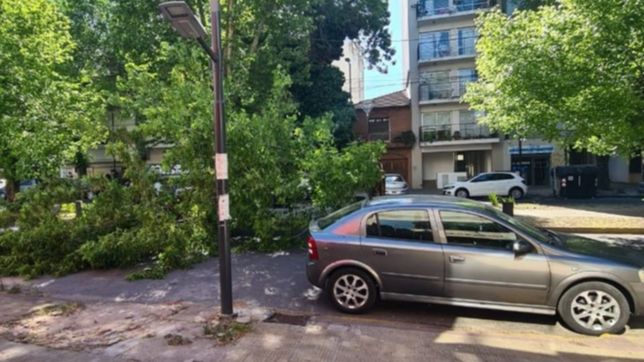 un arbol se cayo en una avenida centrica de la plata y de milagro no hubo heridos