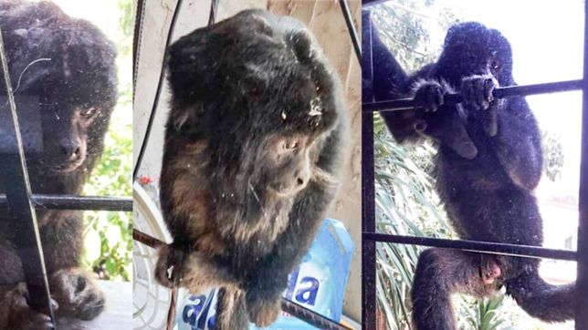 ¿como es el plan para atrapar y rescatar al mono suelto en la plata?