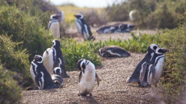 puerto madryn en verano: fauna, playa y mar