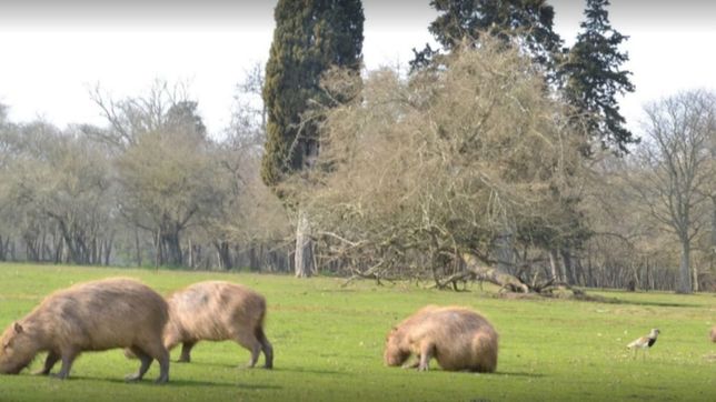 detienen a cazadores furtivos cuando escapaban del ecas con animales agonizando