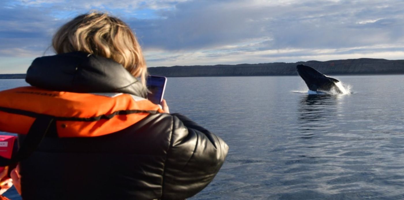 Ballenas franca austral . puerto madryn - temporada. turismo nacional