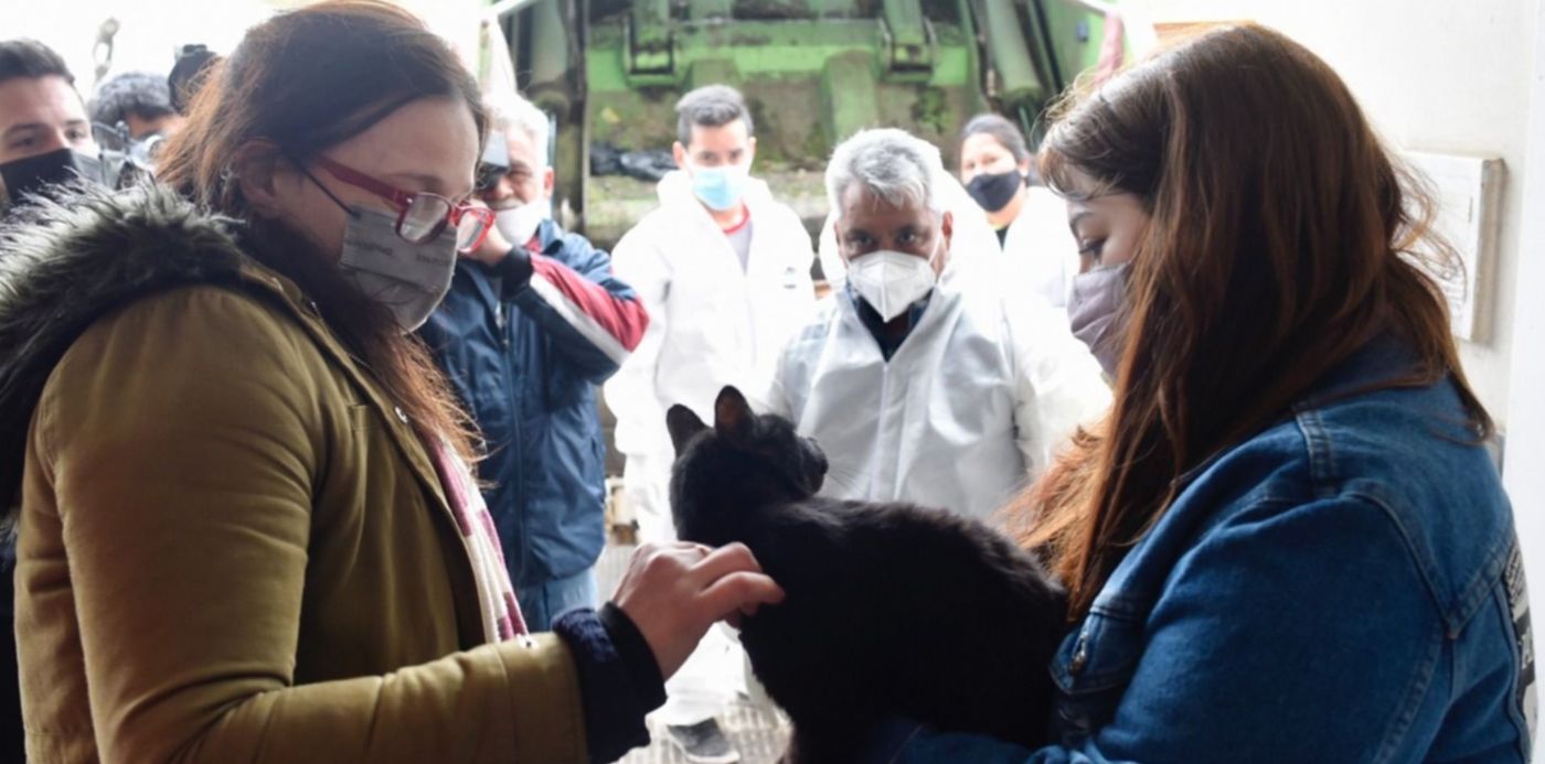 Operativo rescate - casa mujer gatos