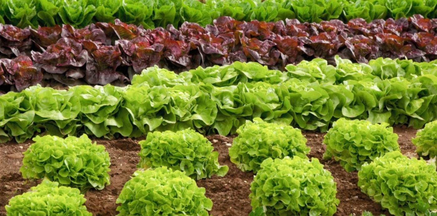 plantación de lechuga