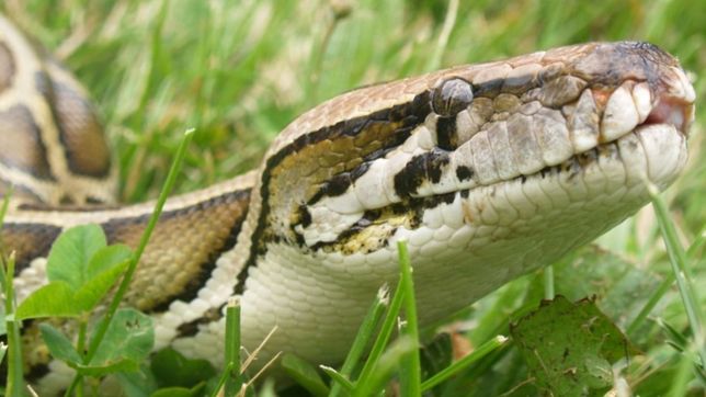 despues del cocodrilo, una vibora enorme aparecio en una casa de la plata