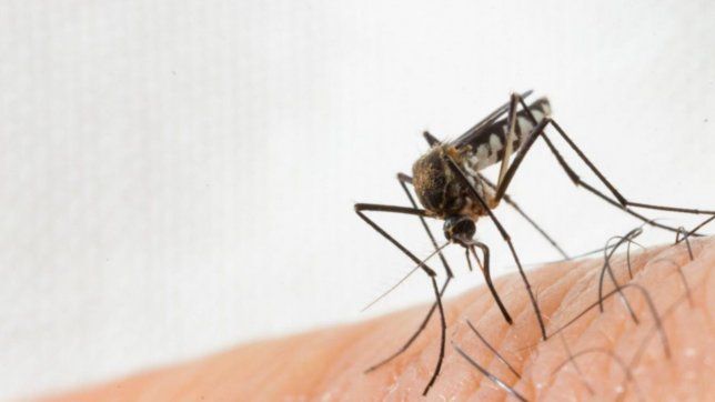 murio un hombre de 83 anos por dengue y crece el numero de fallecidos