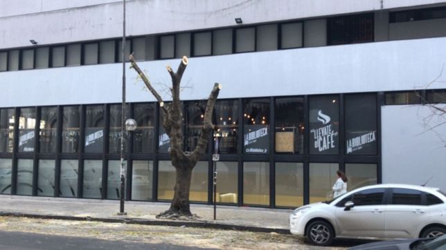 aparecieron arboles ?mutilados? y apuntan contra la unlp