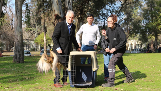 liberaron siete cotorras y un gavilan mixto tras recuperarse en el bioparque de la plata
