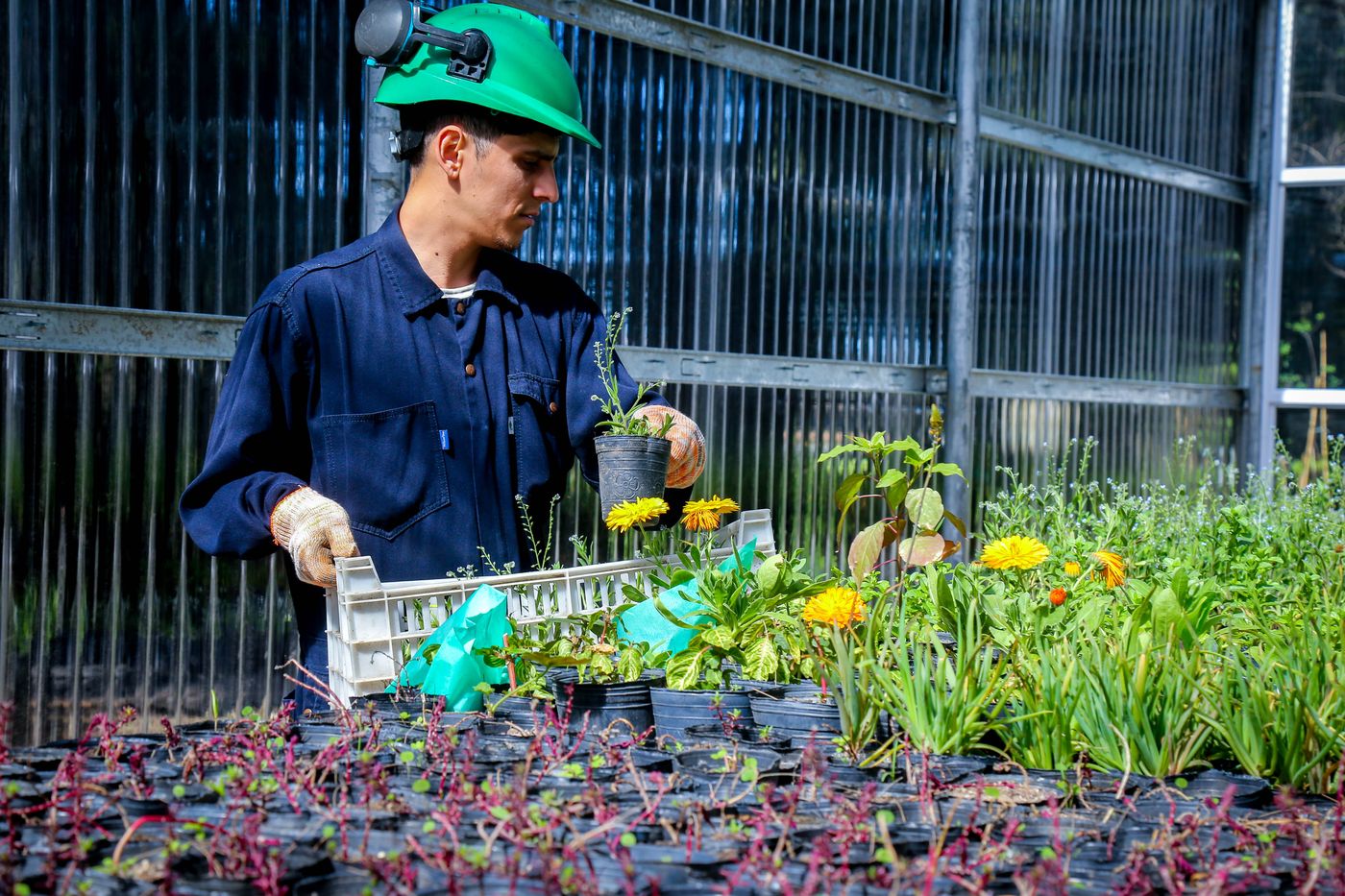 Invernaculo YPF2.JPG