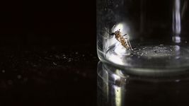 ¿a cuantos grados puede sobrevivir el mosquito del dengue? ¿a cuantos grados puede sobrevivir el mosquito del dengue?
