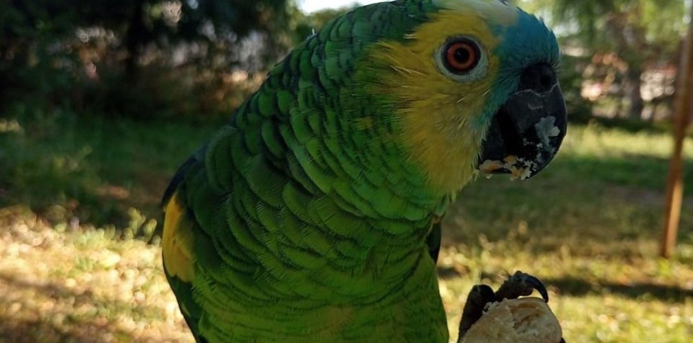 Tito el loro perdido