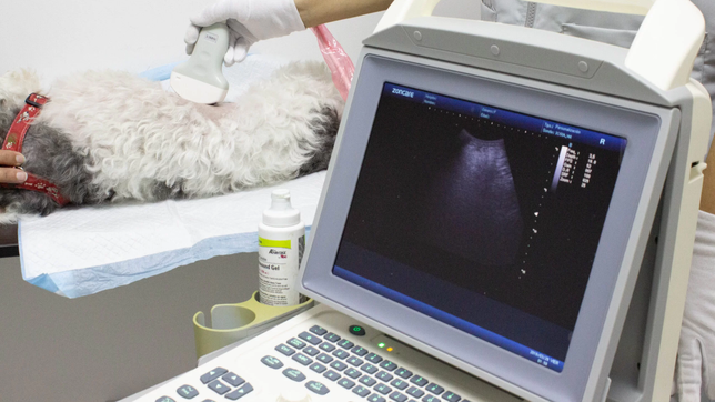 a una veterinaria le robaron un costoso ecografo y pide ayuda para recuperarlo